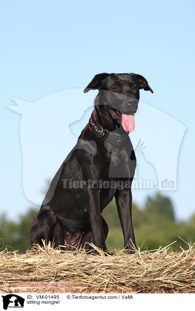 sitzender Mischling / sitting mongrel / VM-01495