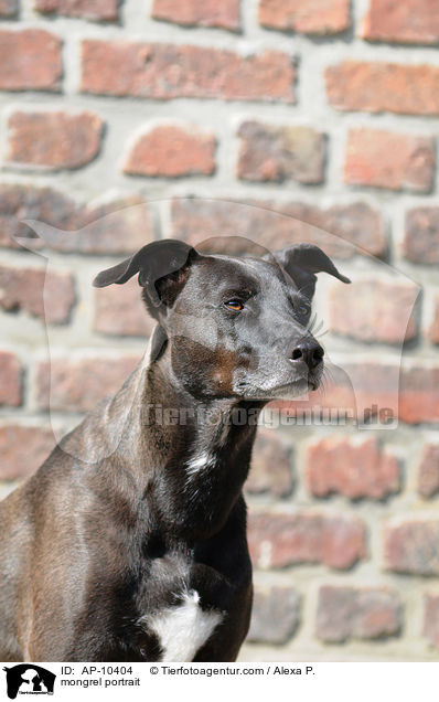 Mischling Portrait / mongrel portrait / AP-10404