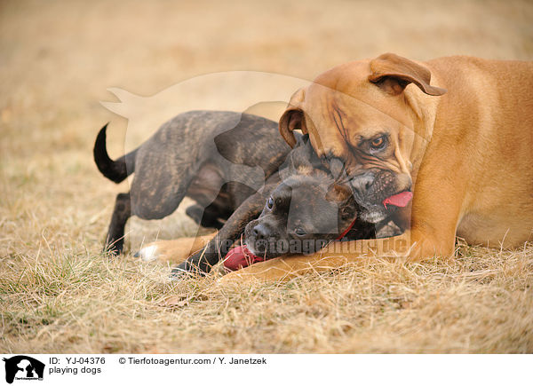 spielende Hunde / playing dogs / YJ-04376