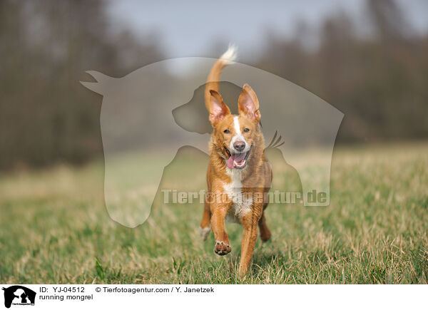 rennender Podenco-Mix / running mongrel / YJ-04512