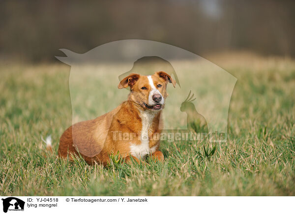 liegender Podenco-Mix / lying mongrel / YJ-04518