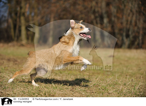 rennender Jack-Russel-Mix / running mongrel / YJ-04553