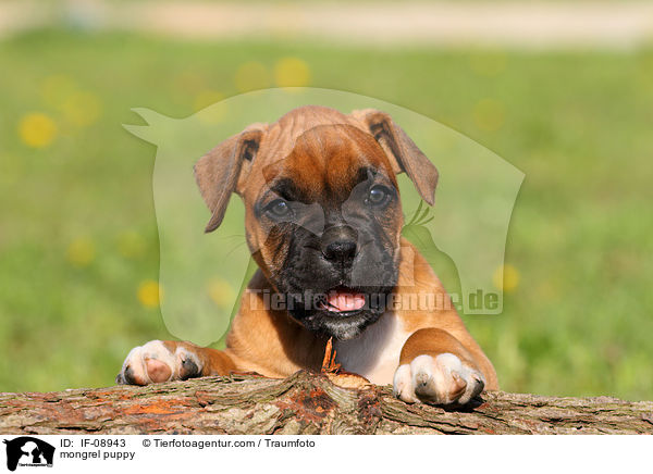 Boxer-Mix Welpe / mongrel puppy / IF-08943