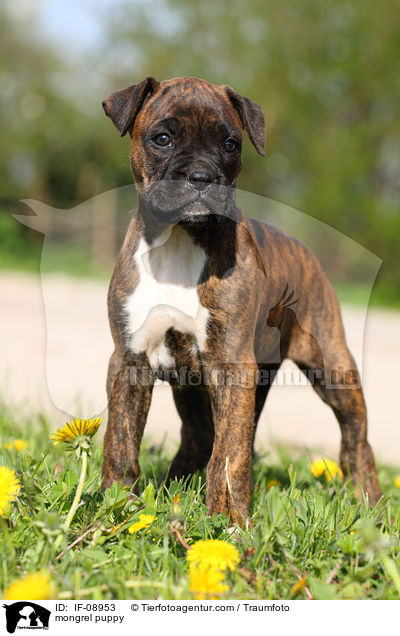 Boxer-Mix Welpe / mongrel puppy / IF-08953