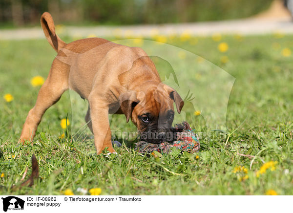 Boxer-Mix Welpe / mongrel puppy / IF-08962