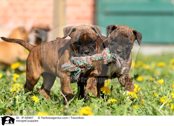 Boxer-Mix Welpen / mongrel puppies / IF-08967