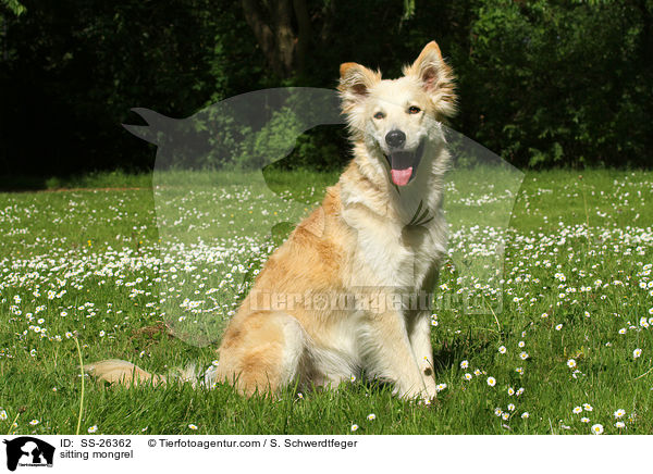 sitzender Laika-Mix / sitting mongrel / SS-26362