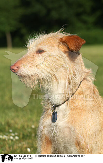 Podenco-Mix Portrait / mongrel portrait / SS-26415