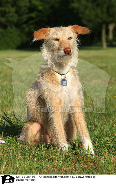 sitzender Podenco-Mix / sitting mongrel / SS-26416