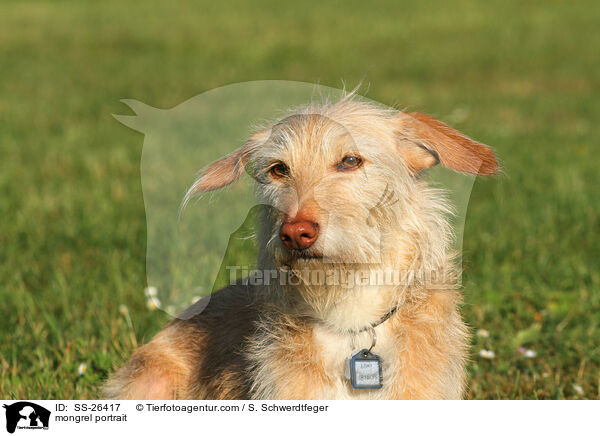 Podenco-Mix Portrait / mongrel portrait / SS-26417