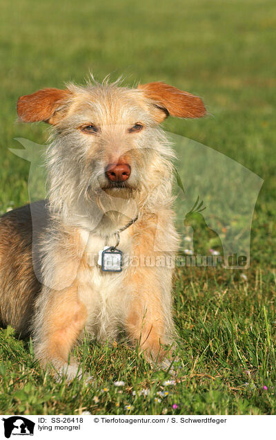 liegender Podenco-Mix / lying mongrel / SS-26418