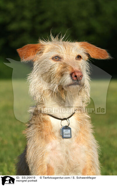 Podenco-Mix Portrait / mongrel portrait / SS-26419