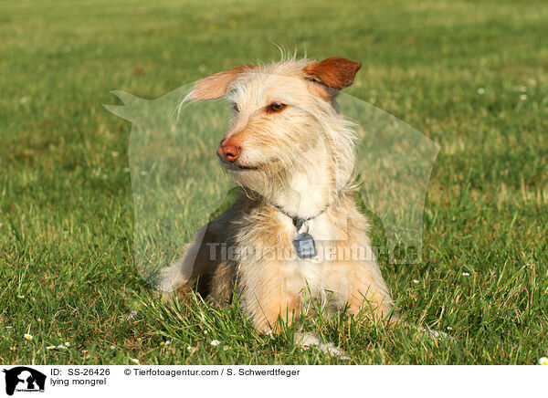 liegender Podenco-Mix / lying mongrel / SS-26426