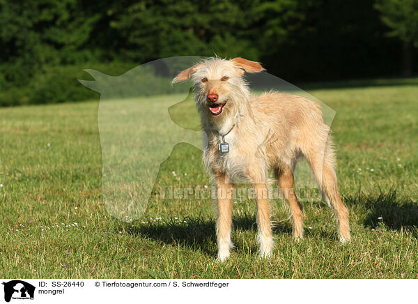 Podenco-Mix / mongrel / SS-26440
