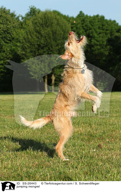springender Podenco-Mix / jumping mongrel / SS-26443