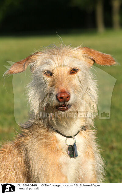 Podenco-Mix Portrait / mongrel portrait / SS-26446