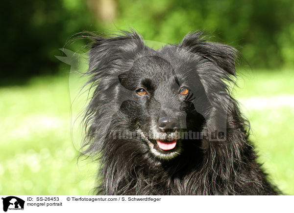 Spitz-Mix Portrait / mongrel portrait / SS-26453