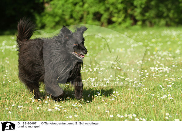 rennender Spitz-Mix / running mongrel / SS-26467