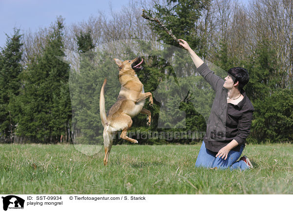 spielender Mischling / playing mongrel / SST-09934