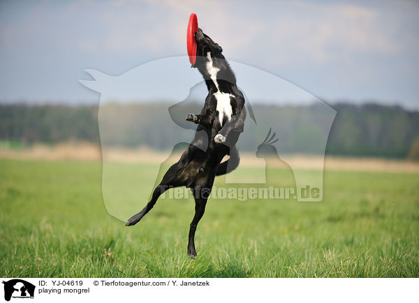 spielender Basenji-Mix / playing mongrel / YJ-04619