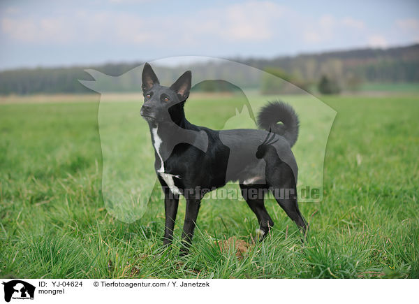 Basenji-Mix / mongrel / YJ-04624