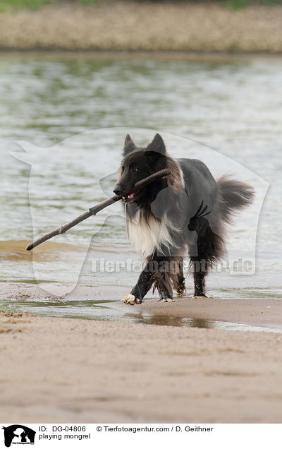 spielender Mischling / playing mongrel / DG-04806