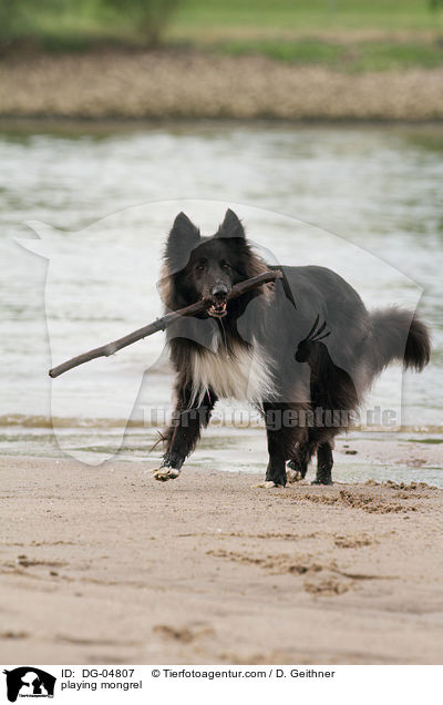 spielender Mischling / playing mongrel / DG-04807