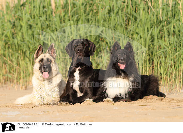Mischlinge / mongrels / DG-04815