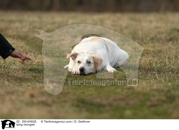 liegender Mischling / lying mongrel / DG-04826