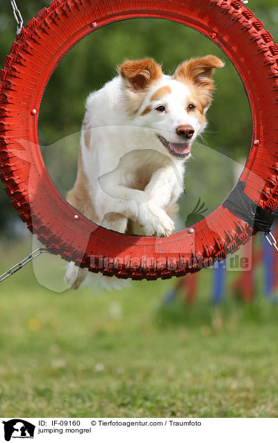 springender Border-Collie-Mix / jumping mongrel / IF-09160