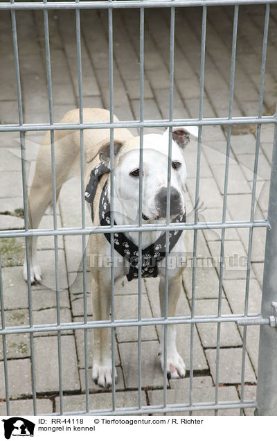 Staffordshire-Mix im Zwinger / mongrel in kennel / RR-44118