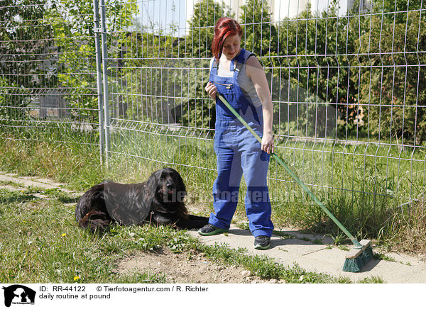 Alltag im Tierheim / daily routine at pound / RR-44122