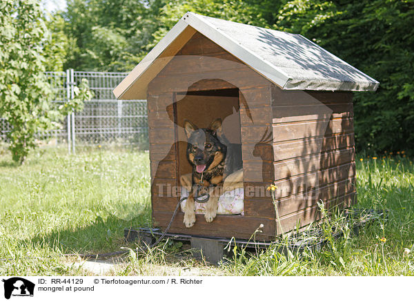 mongrel at pound / RR-44129