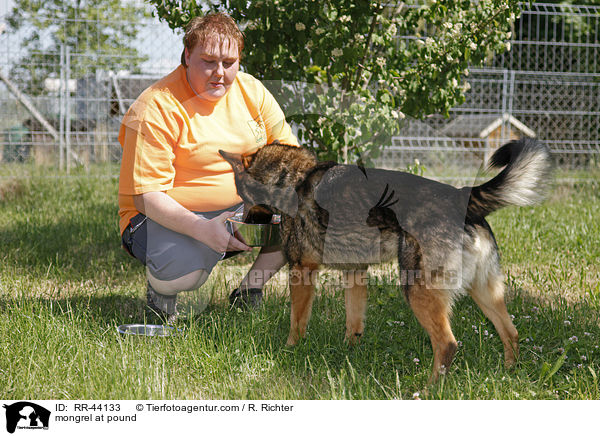 mongrel at pound / RR-44133