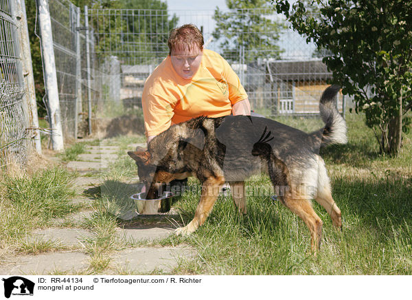 mongrel at pound / RR-44134