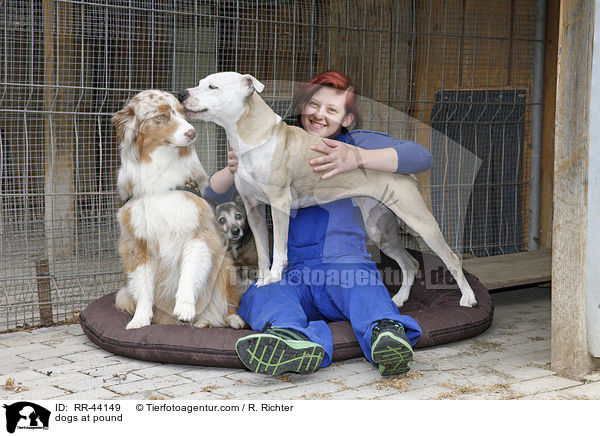 Hunde im Tierheim / dogs at pound / RR-44149