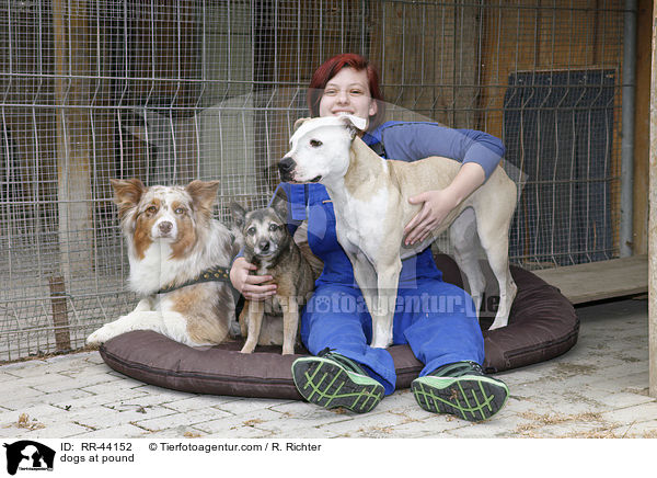 Hunde im Tierheim / dogs at pound / RR-44152