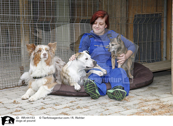 Hunde im Tierheim / dogs at pound / RR-44153