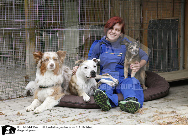 Hunde im Tierheim / dogs at pound / RR-44154