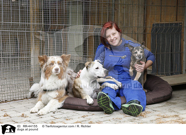 Hunde im Tierheim / dogs at pound / RR-44155