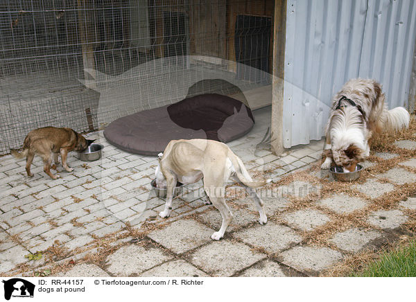 Hunde im Tierheim / dogs at pound / RR-44157