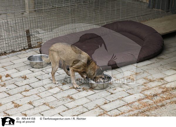 Hund im Tierheim / dog at pound / RR-44158