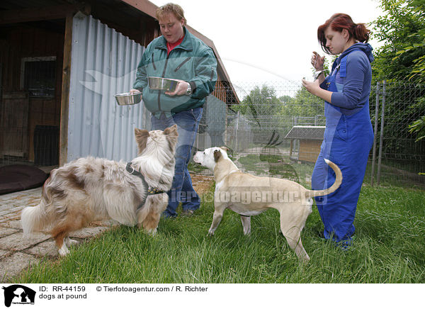 Hunde im Tierheim / dogs at pound / RR-44159