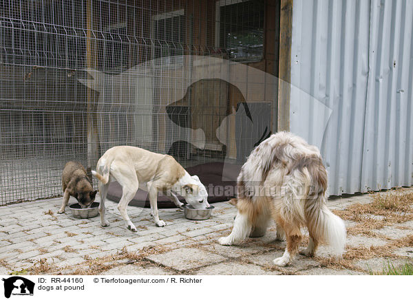 dogs at pound / RR-44160