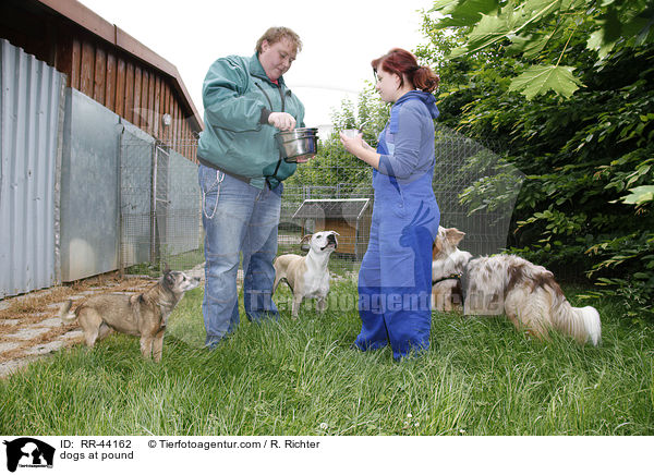 Hunde im Tierheim / dogs at pound / RR-44162
