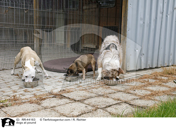 dogs at pound / RR-44163