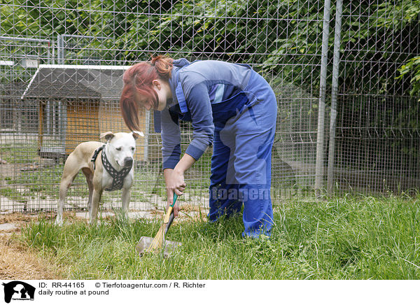 Alltag im Tierheim / daily routine at pound / RR-44165