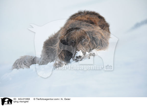 liegender Mnsterlnder-Mix / lying mongrel / AG-01068