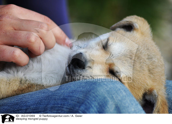 schlafender Mischlingswelpe / sleeping mongrel puppy / AG-01069