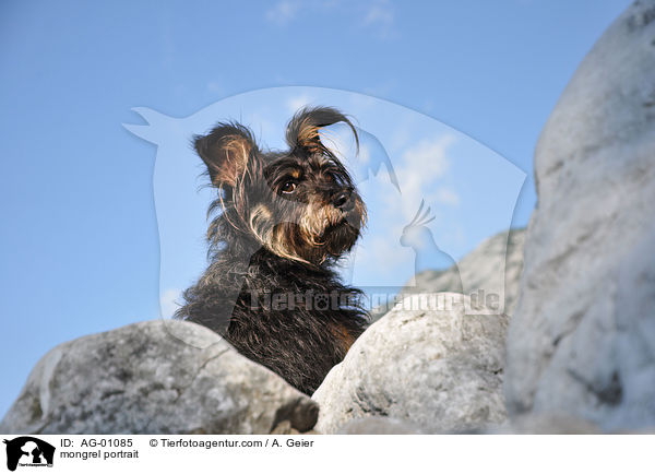Terrier-Mix Portrait / mongrel portrait / AG-01085